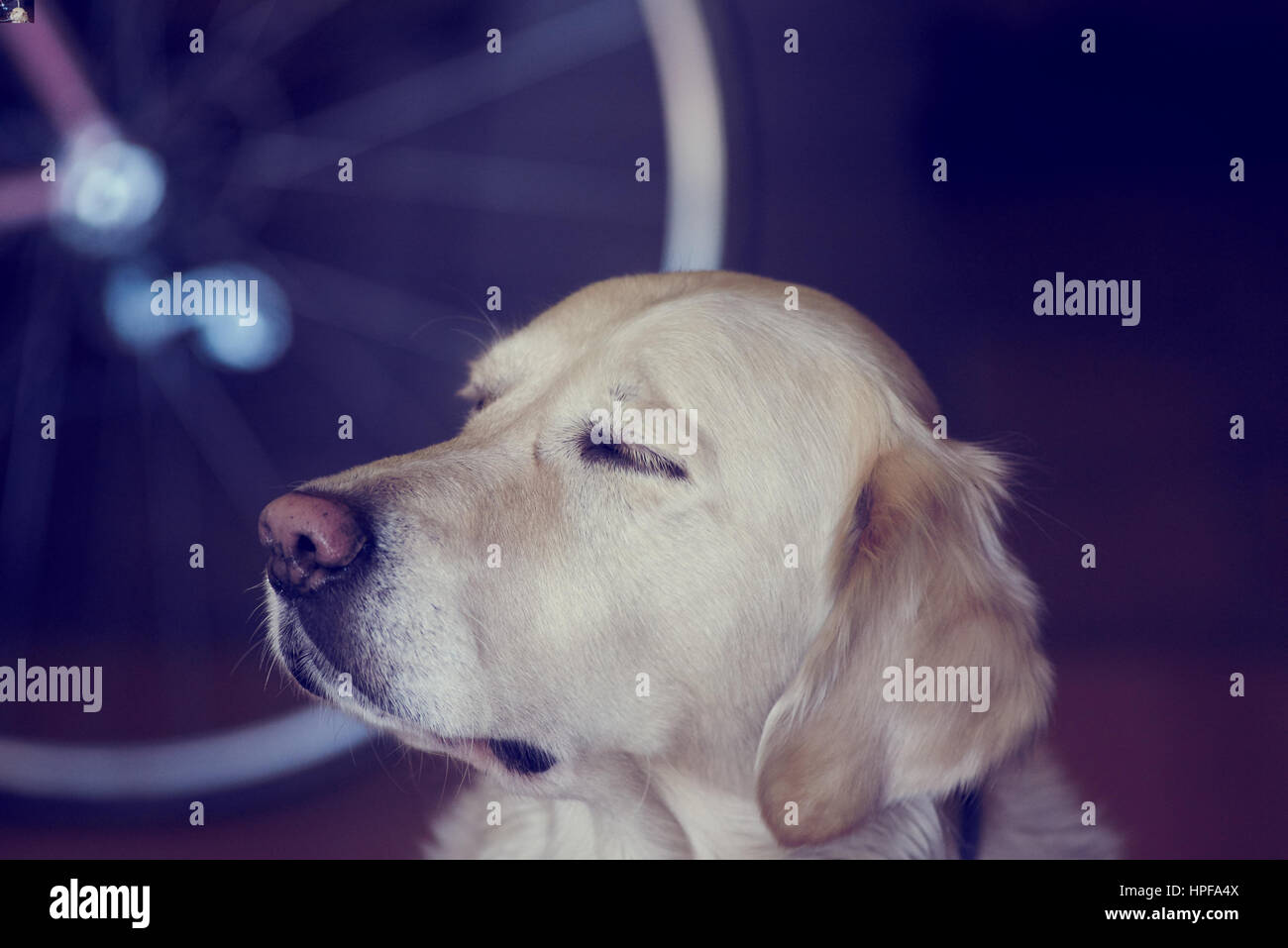 golden retriever dreaming Stock Photo Alamy