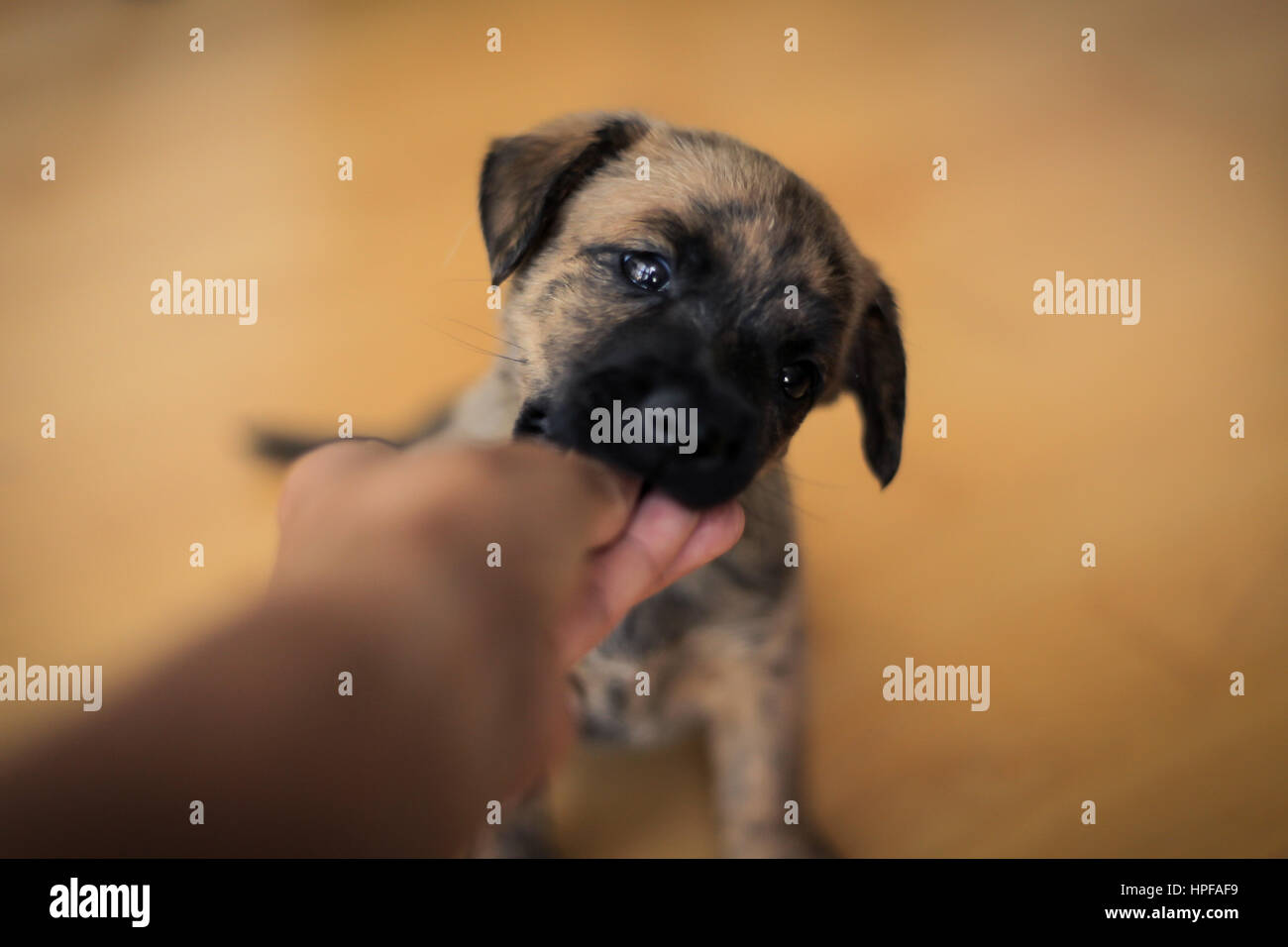 puppy chewing hand Stock Photo Alamy