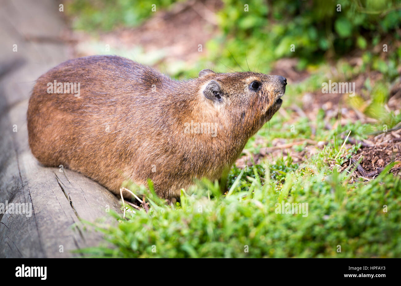 Brown rock hyrax hi-res stock photography and images - Alamy