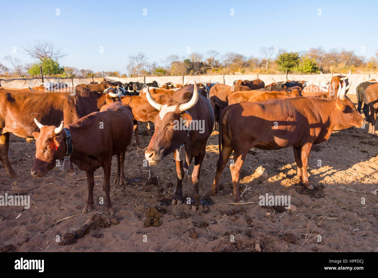 Cattle kraal hi-res stock photography and images - Alamy