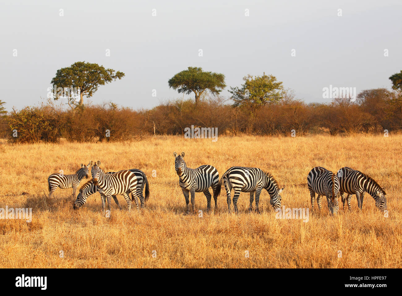 Zebras (Equus quagga) in the grasslands, Burchell's Zebrass, Serengeti National Park, Tanzania Stock Photo