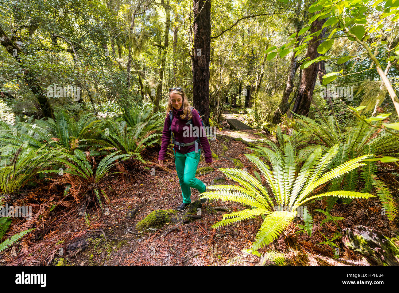 Hiker walking through forest with tree ferns, Abel Tasman National Park, Southland, New Zealand Stock Photo