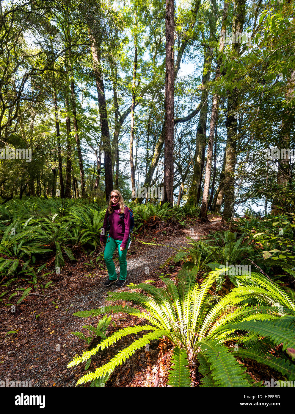 Hiker walking through forest with tree ferns, Abel Tasman National Park, Southland, New Zealand Stock Photo