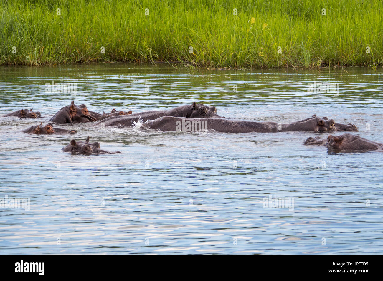 Hippos on the Zambezi River, Victoria Falls, Zimbabwe Stock Photo
