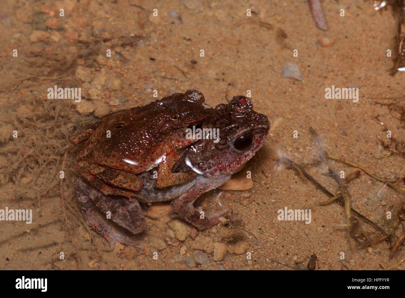 A pair of Lesser Stream Toads (Ingerophrynus parvus) in a shallow puddle in Ulu Semenyih, Selangor, Malaysia Stock Photo