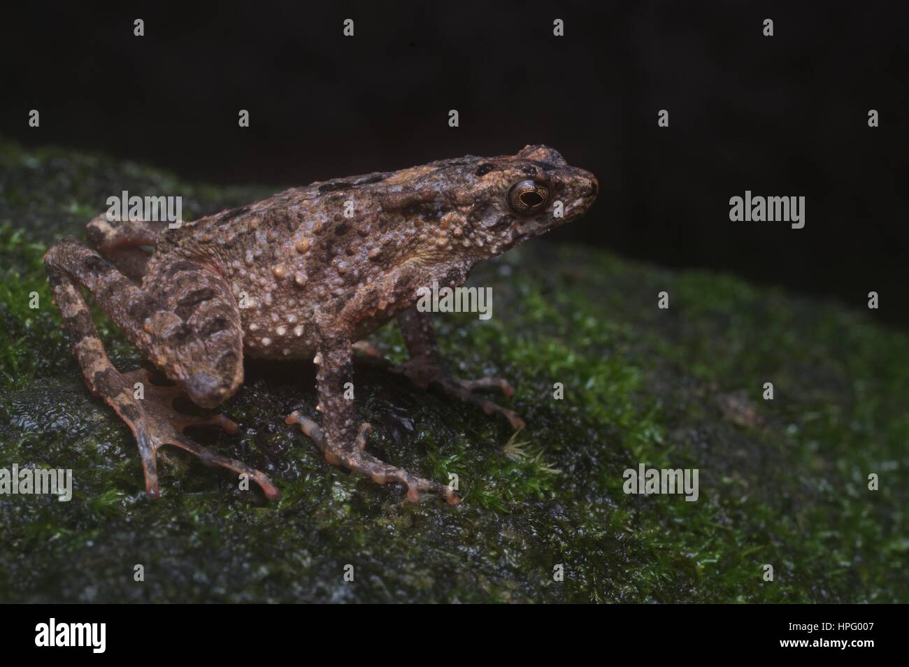 A Cross Toad (Leptophryne borbonica) on a mossy riverside rock in the rainforest in Batang Kali, Selangor, Malaysia Stock Photo