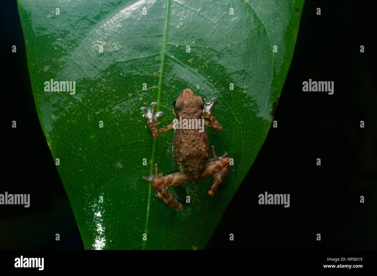 A Lowland Dwarf Toad (Pelophryne signata) clinging to a near-vertical leaf in Santubong National Park, Sarawak, East Malaysia, Borneo Stock Photo