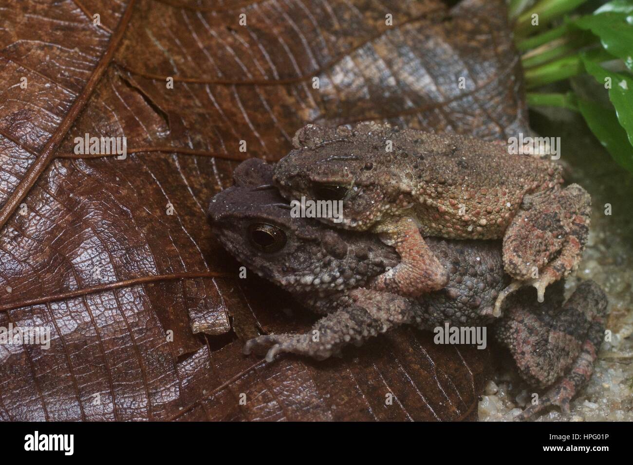 A pair of Lesser Stream Toads (Ingerophrynus parvus) on a leaf in Ulu Semenyih, Selangor, Malaysia Stock Photo