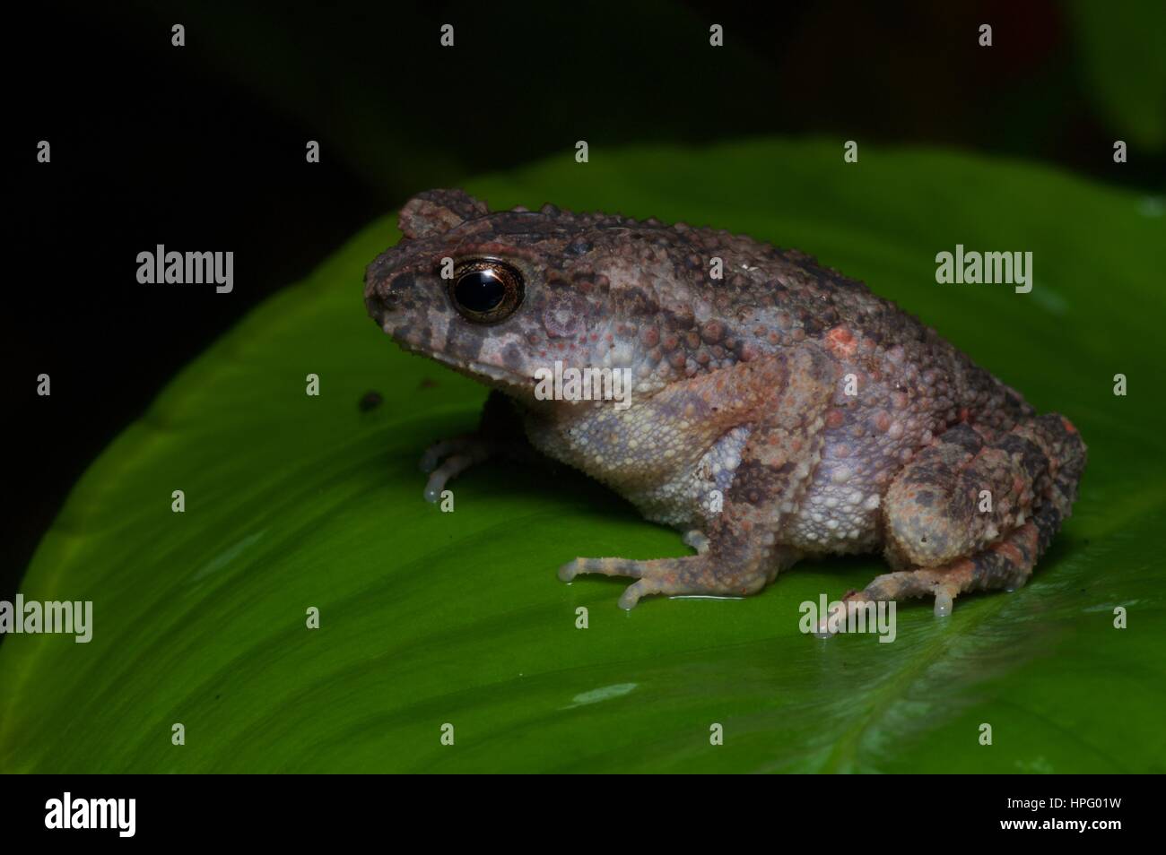 A Lesser Stream Toad (Ingerophrynus parvus) on a leaf in the rainforest in Ulu Yam, Selangor, Malaysia Stock Photo