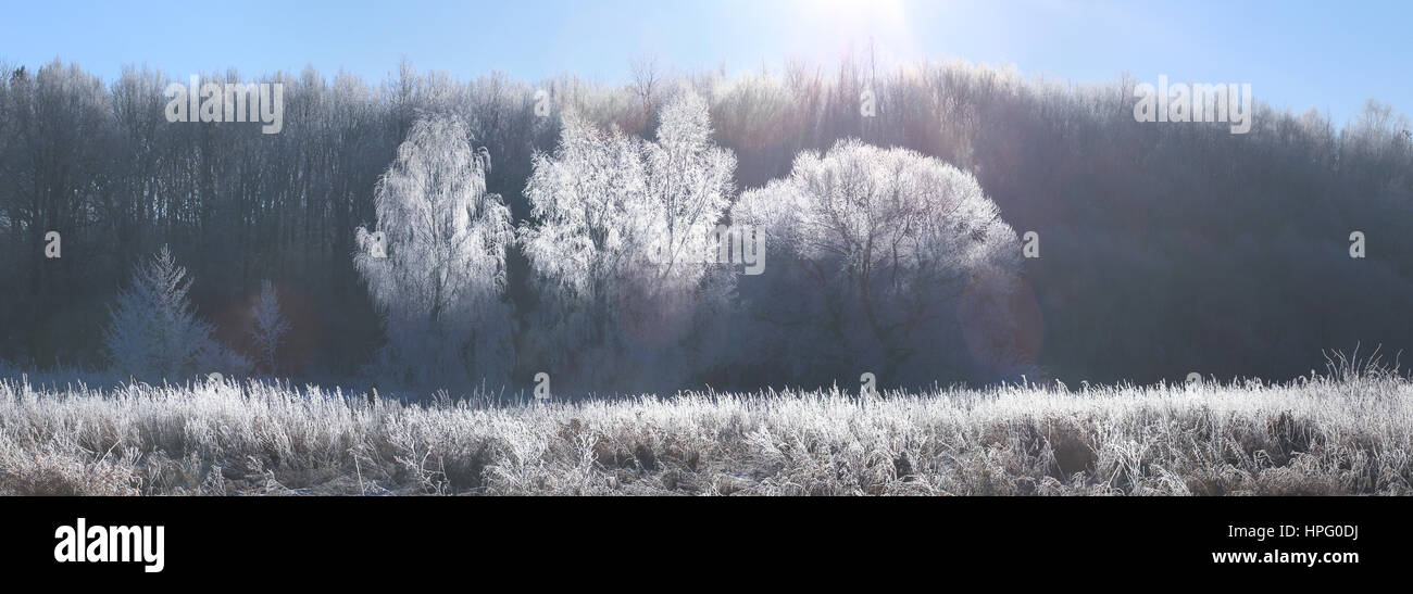 Winter Christmas background. Morning sun illuminate white frosty trees. Frosty winter landscape with lens flare. Stock Photo