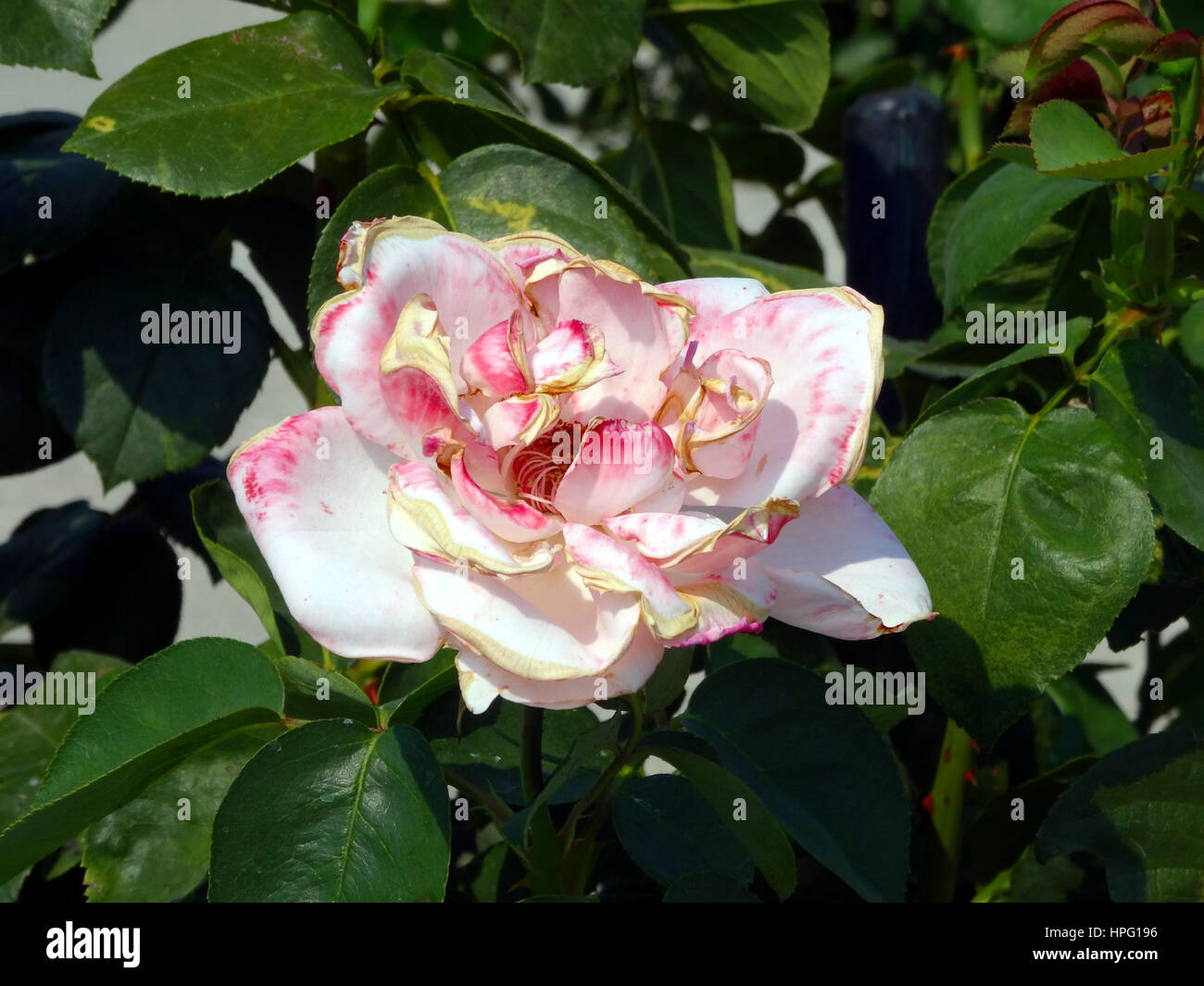Withered pink rose hi-res stock photography and images - Alamy