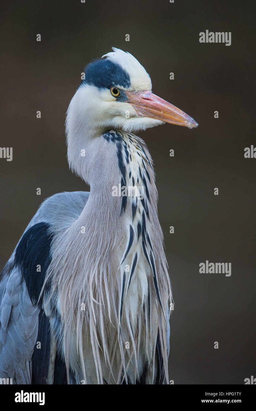 Grey Heron Stock Photo