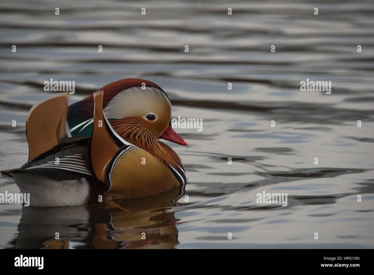 Mandarin duck Stock Photo