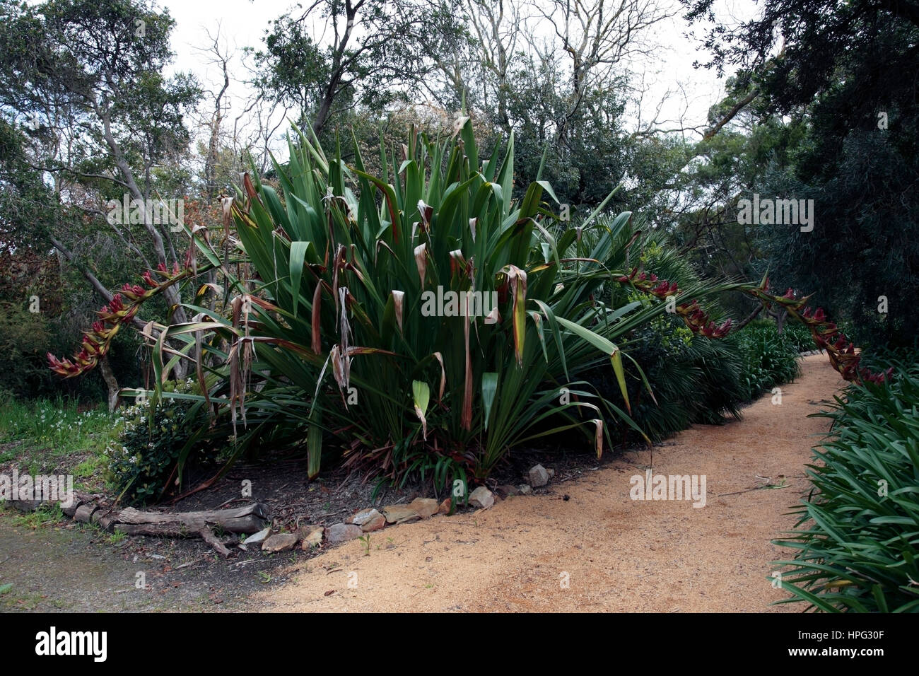 Spear Lily/Flame Lily/Giant Rosette Plant/Gymea Lily- Doryanthes palmeri-Family Agavaceae- Status Vulnerable Stock Photo