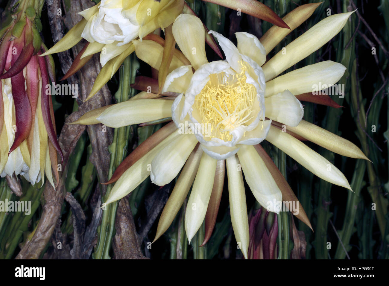 Queen of the Night / Vanilla/  Sweet-scented Cactus/ Night-blooming Cereus - Selenicereus grandiflora- Family Cactaceae Stock Photo