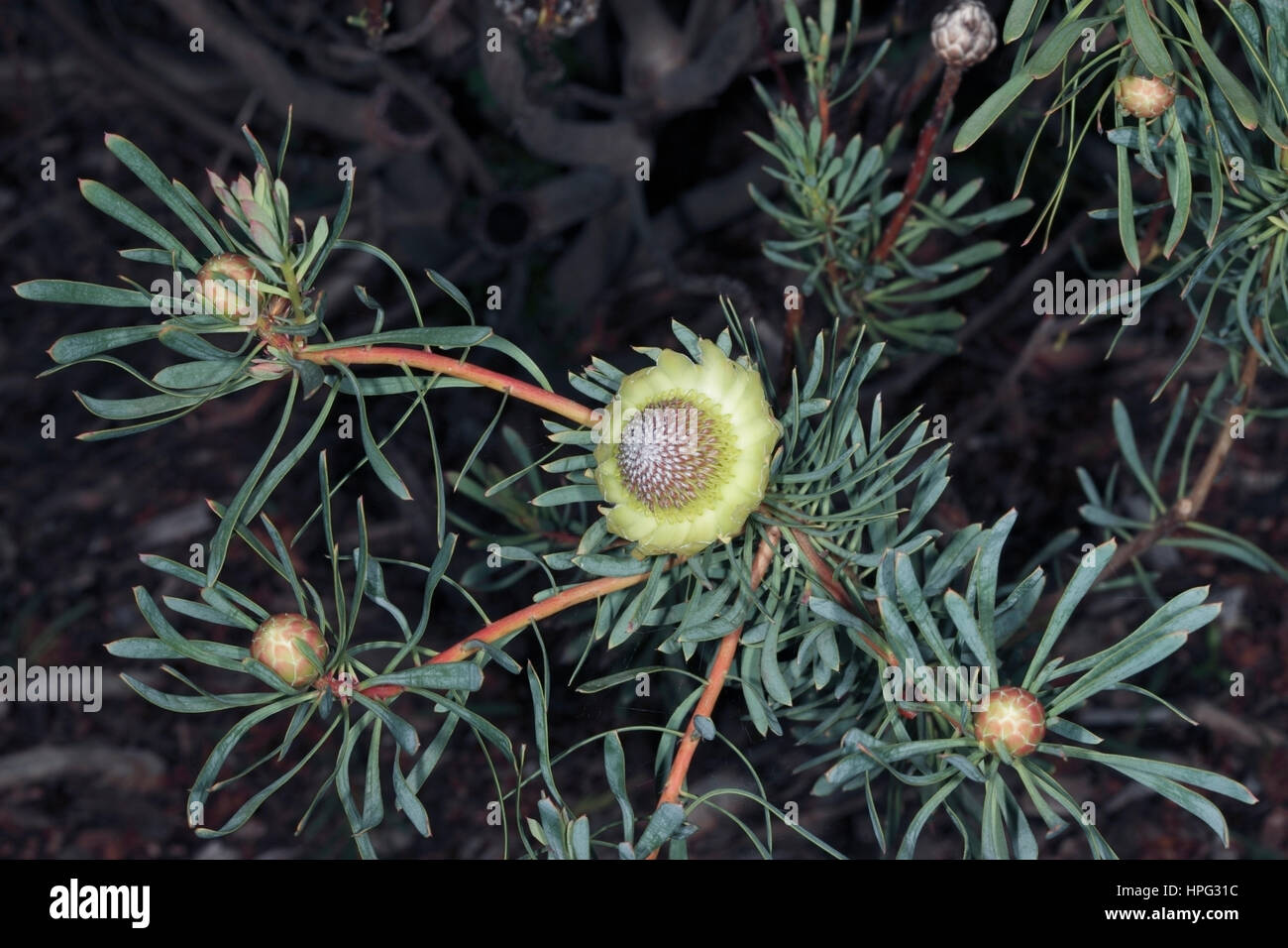 Close-up of Thistle Protea flowers-Protea scolymocephala- Family Proteaceae Stock Photo