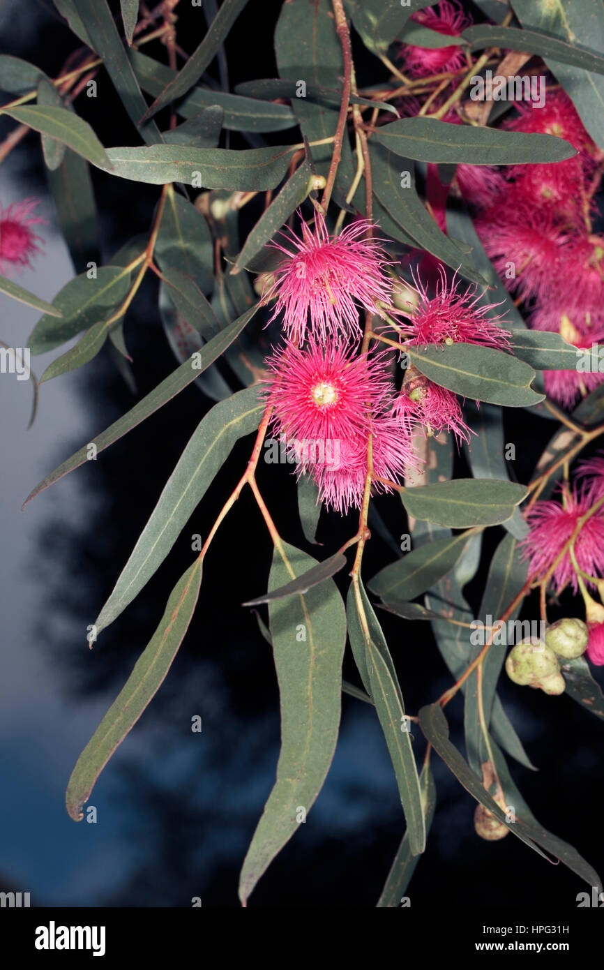 Yellow Gum/ White Ironbark/South Australian Blue Gum Flowers- Eucalyptus leucoxylon ssp. leucoxylon- Family Myrtaceae Stock Photo