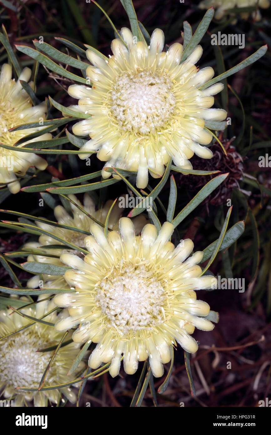 Close-up of Thistle Protea flowers-Protea scolymocephala- Family Proteaceae Stock Photo