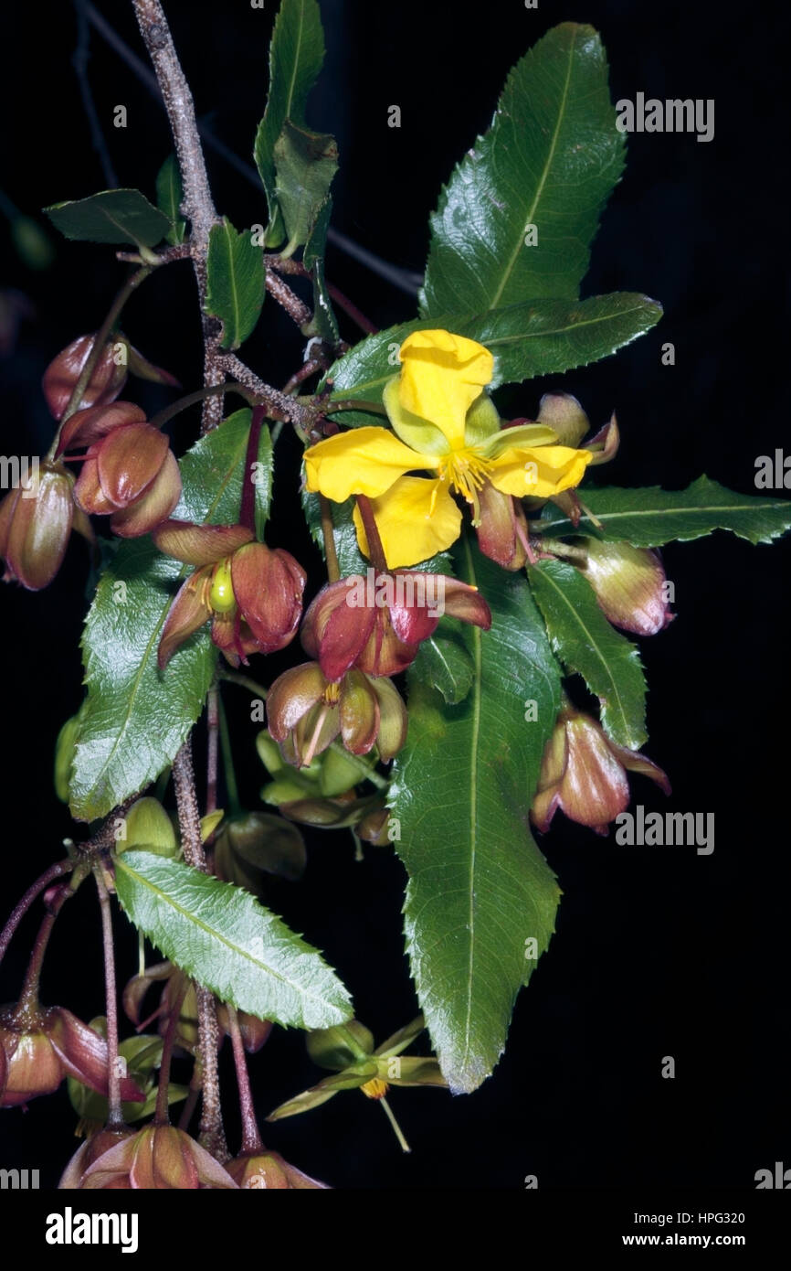 Carnival Bush/Small-leaved Plane/ Large-flowered Ochna- Ochna atropurpurea- Family Ochnaceae Stock Photo