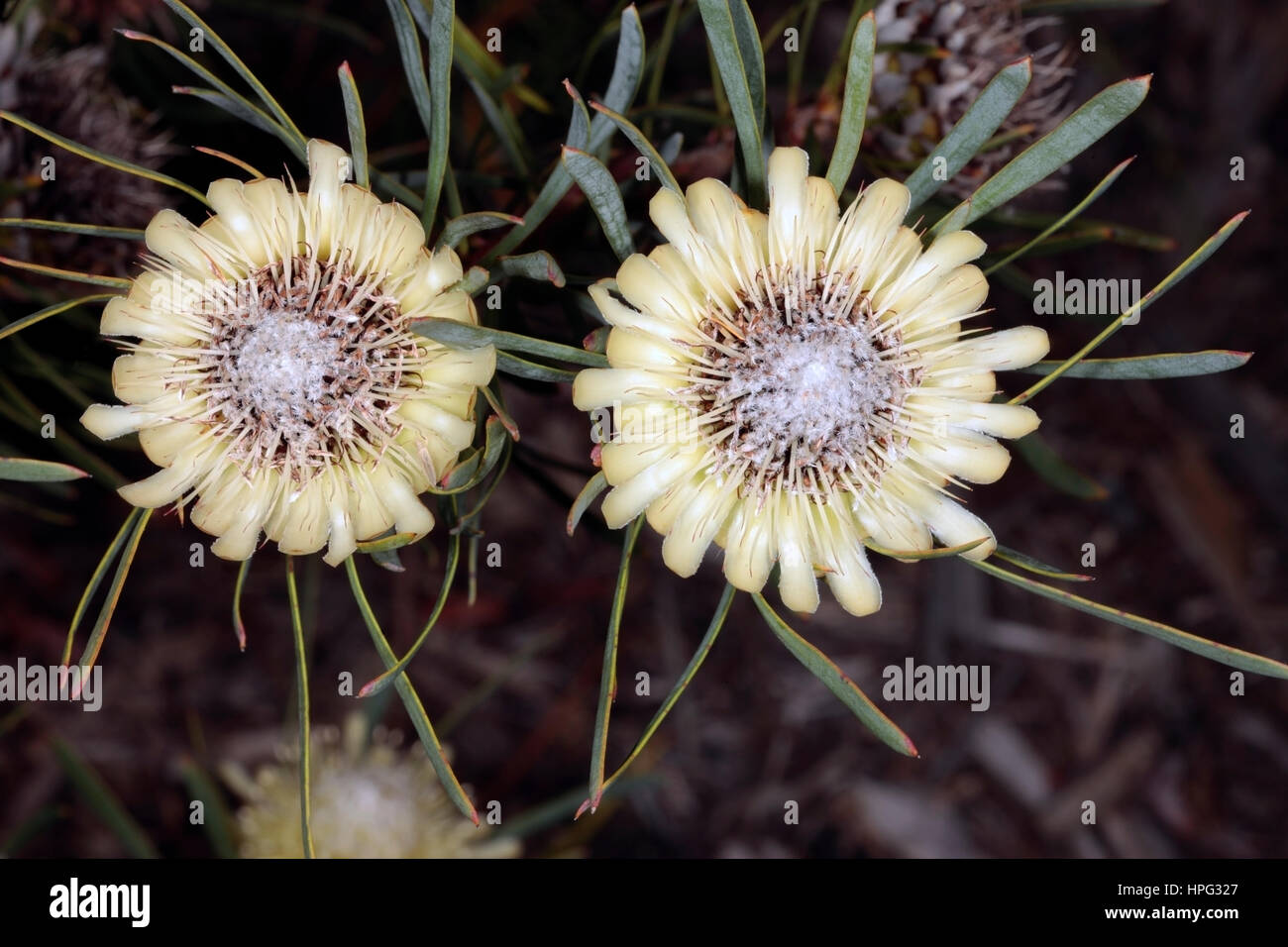 Close-up of Thistle Protea flowers-Protea scolymocephala- Family Proteaceae Stock Photo