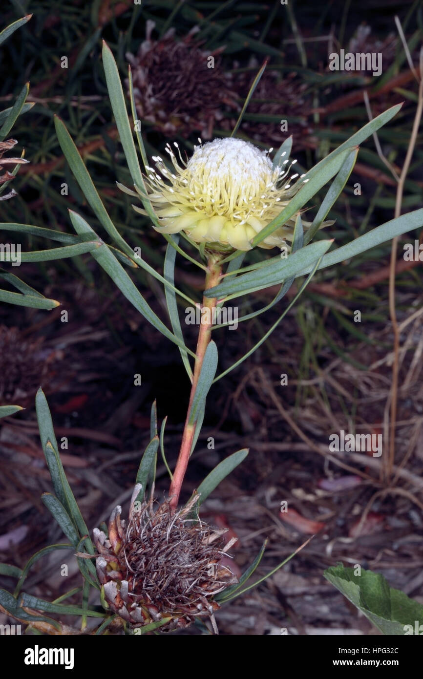 Close-up of Thistle Protea flowers-Protea scolymocephala- Family Proteaceae Stock Photo