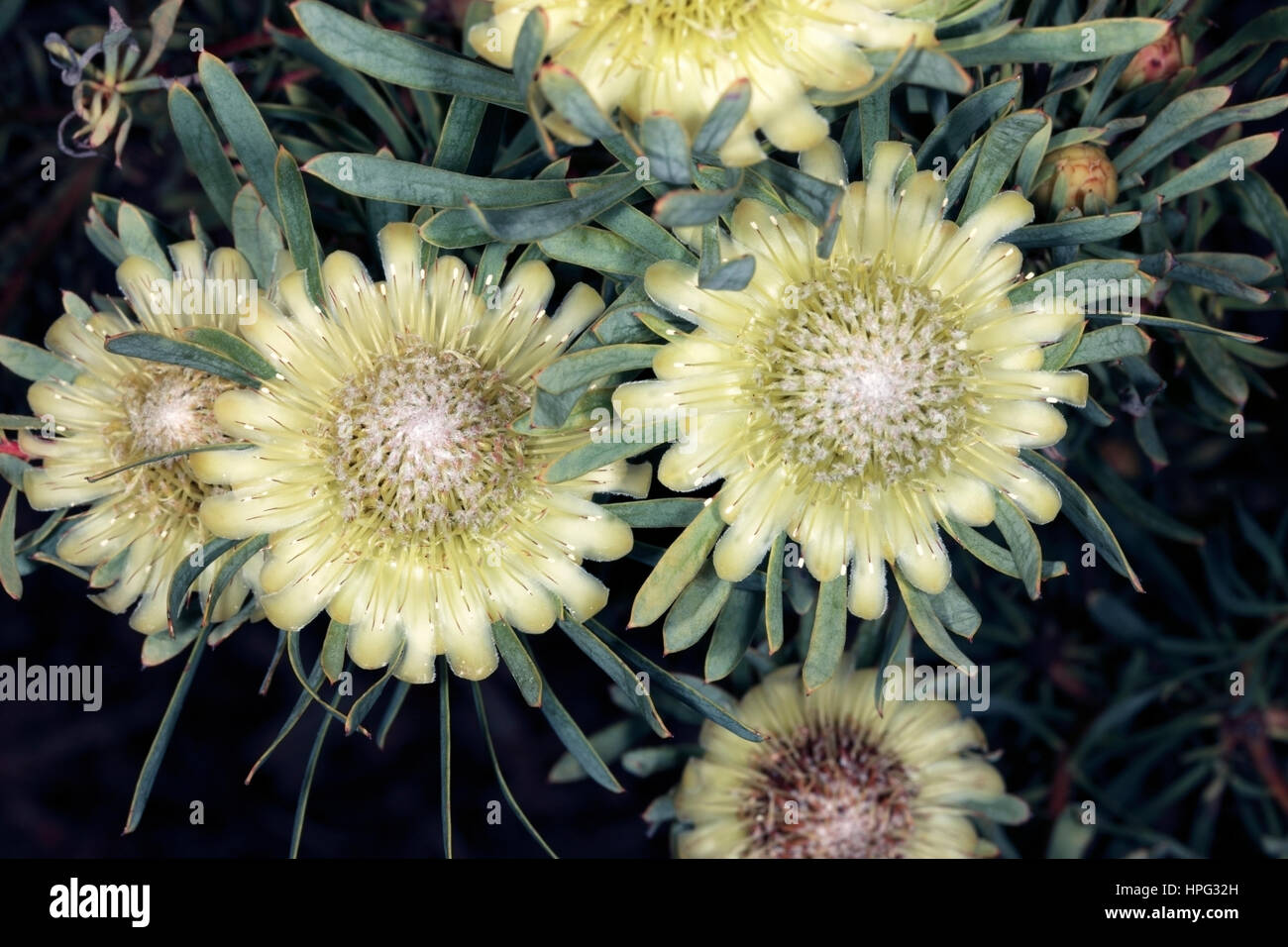 Close-up of Thistle Protea flowers-Protea scolymocephala- Family Proteaceae Stock Photo