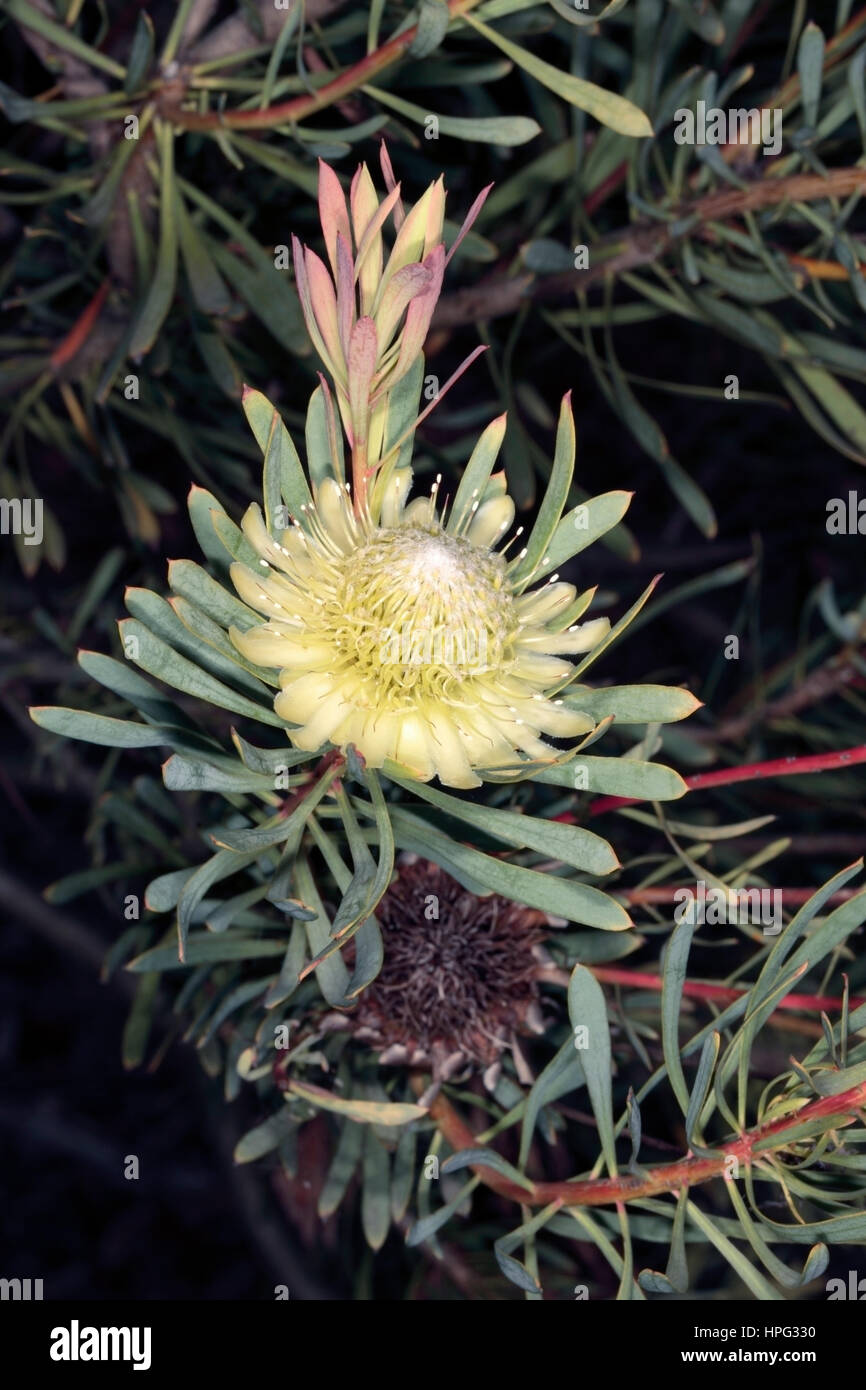 Close-up of Thistle Protea flowers-Protea scolymocephala- Family Proteaceae Stock Photo