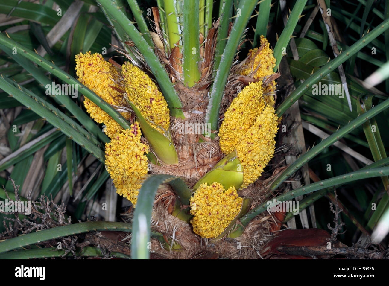 Close-up of flower of the Mediterranean Fan Palm female flowers- Chaemerops humilis-Family Araceae Stock Photo