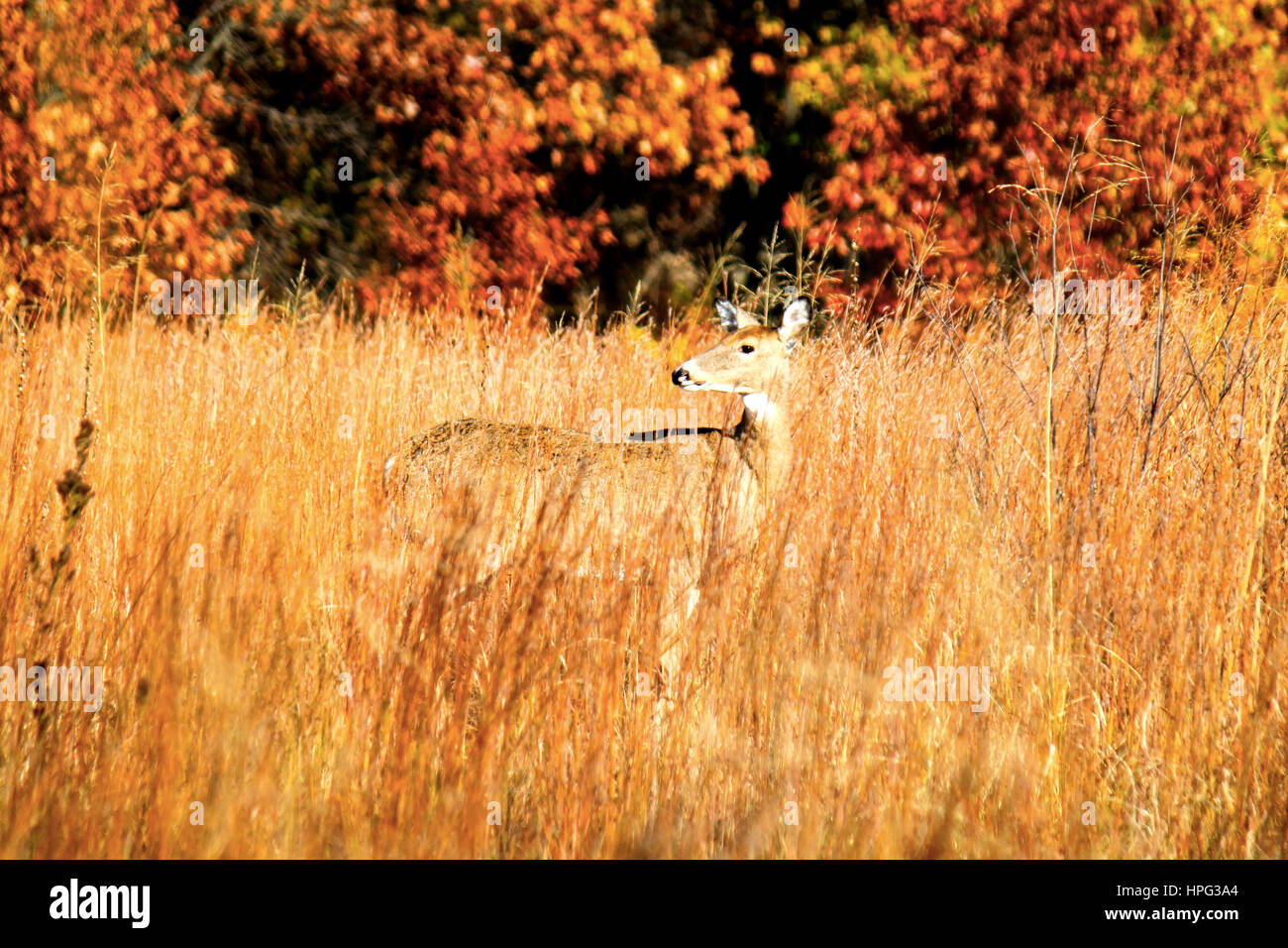 Deer sighted amongst Autumn Foliage in Midwestern Forestry along Indiana Dunes National Lakeshore in October 2016 Stock Photo