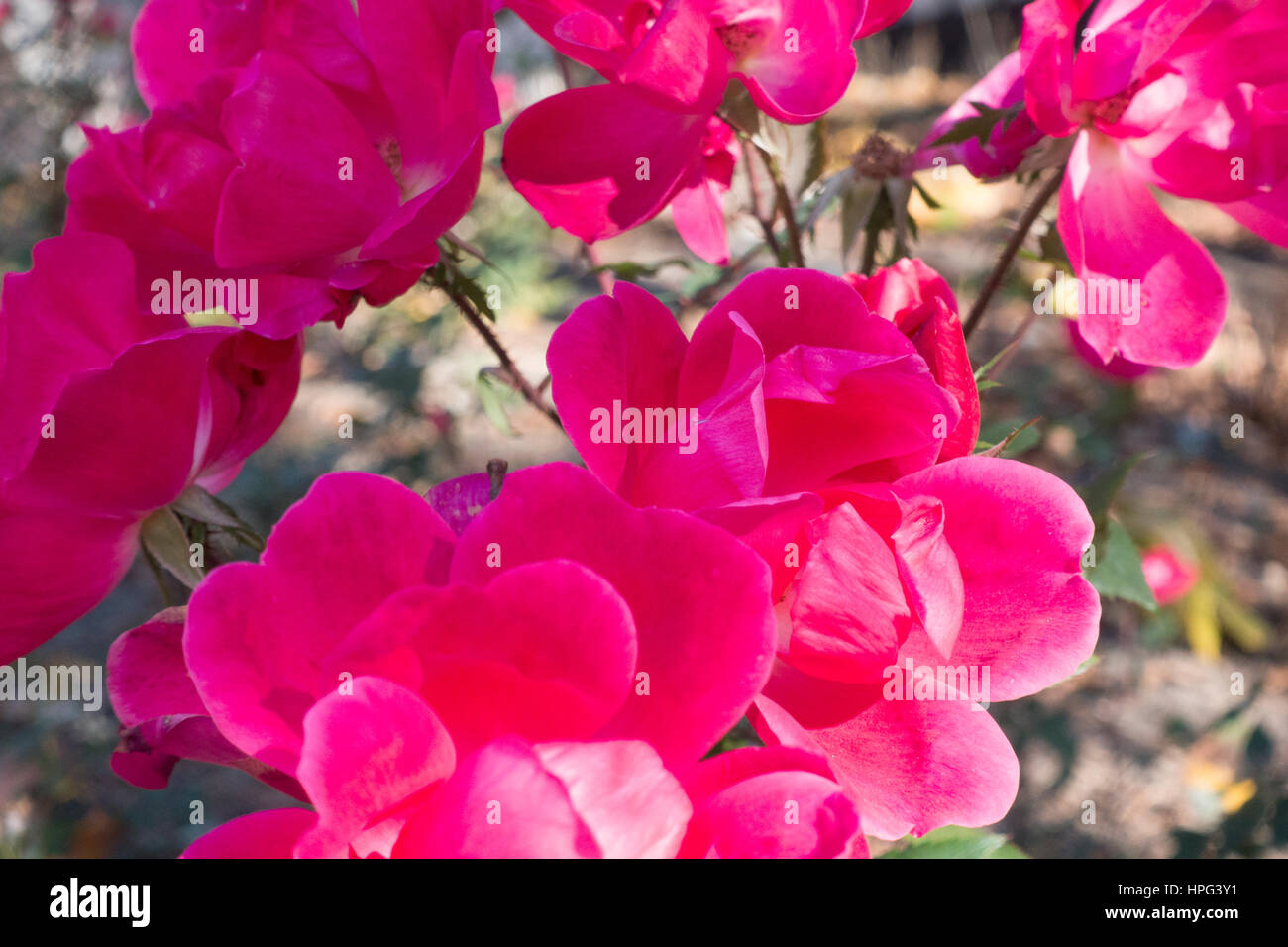 Autumn peddled pink roses growing in a garden. St Paul Minnesota MN USA