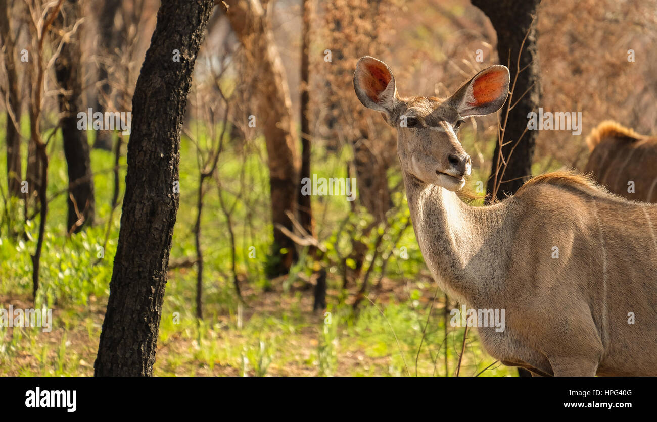 South Africa Wildlife Stock Photo Alamy
