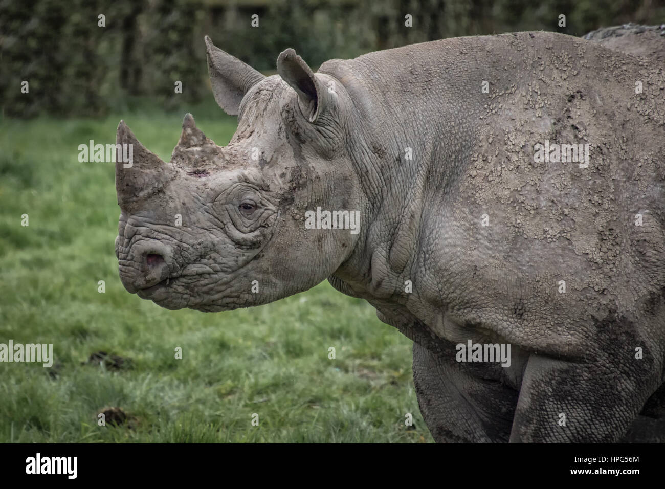 A close up half length profile image of a rhino staring left with mud and dirt on its hide Stock Photo