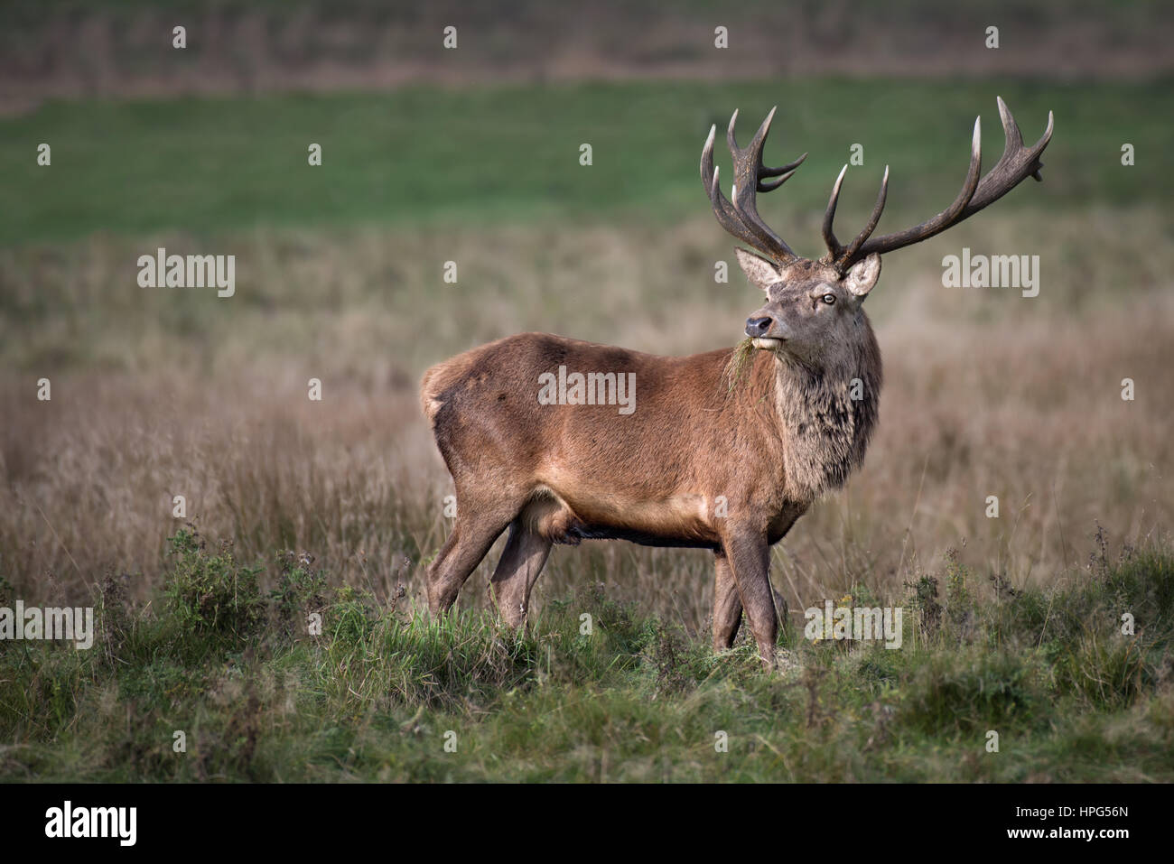 A full photograph of a grazing 14 point imperial red deer stag looking slightly back with grass in its mouth Stock Photo