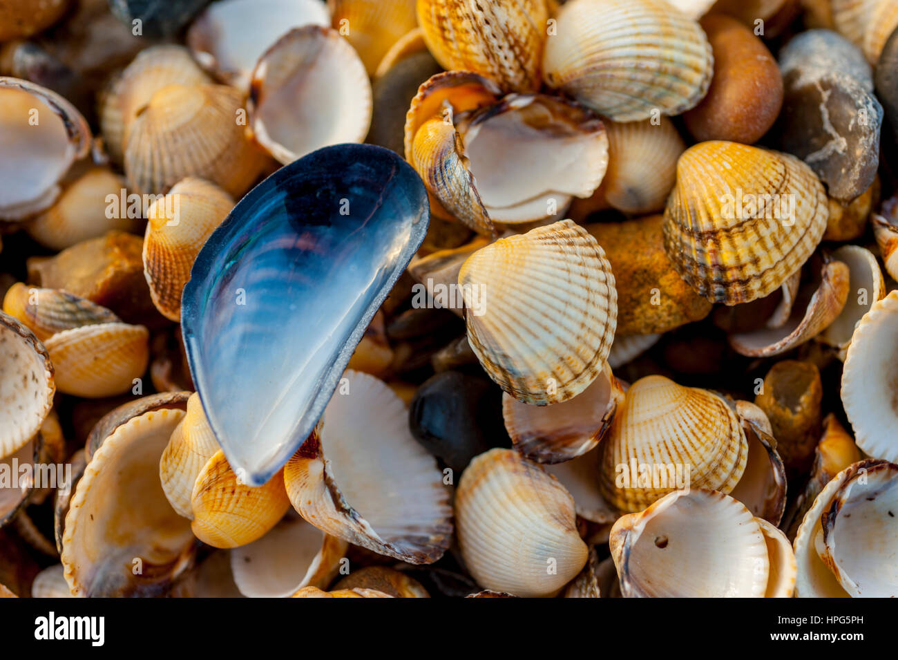 A close up image of blue mussel shell sitting on top of cockle shells on a beach Stock Photo