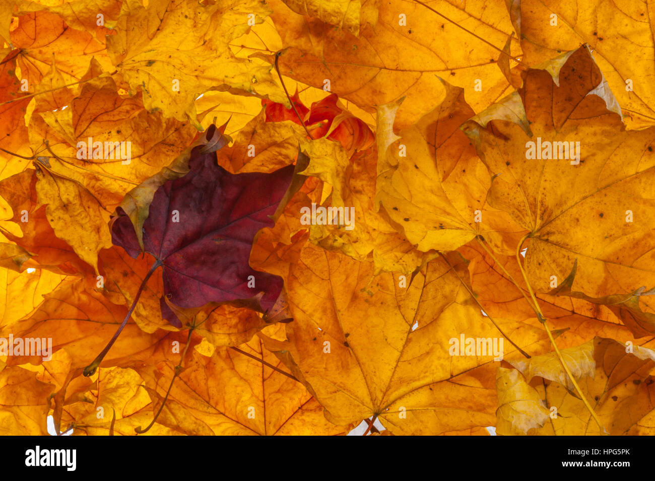 Red orange and yellow maple leaves photographed in a studio to bring out the autumn colours. Stock Photo