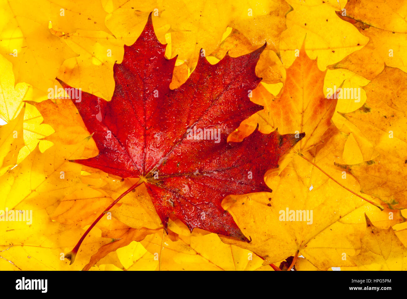 Red orange and yellow maple leaves photographed in a studio to bring out the autumn colours. Stock Photo
