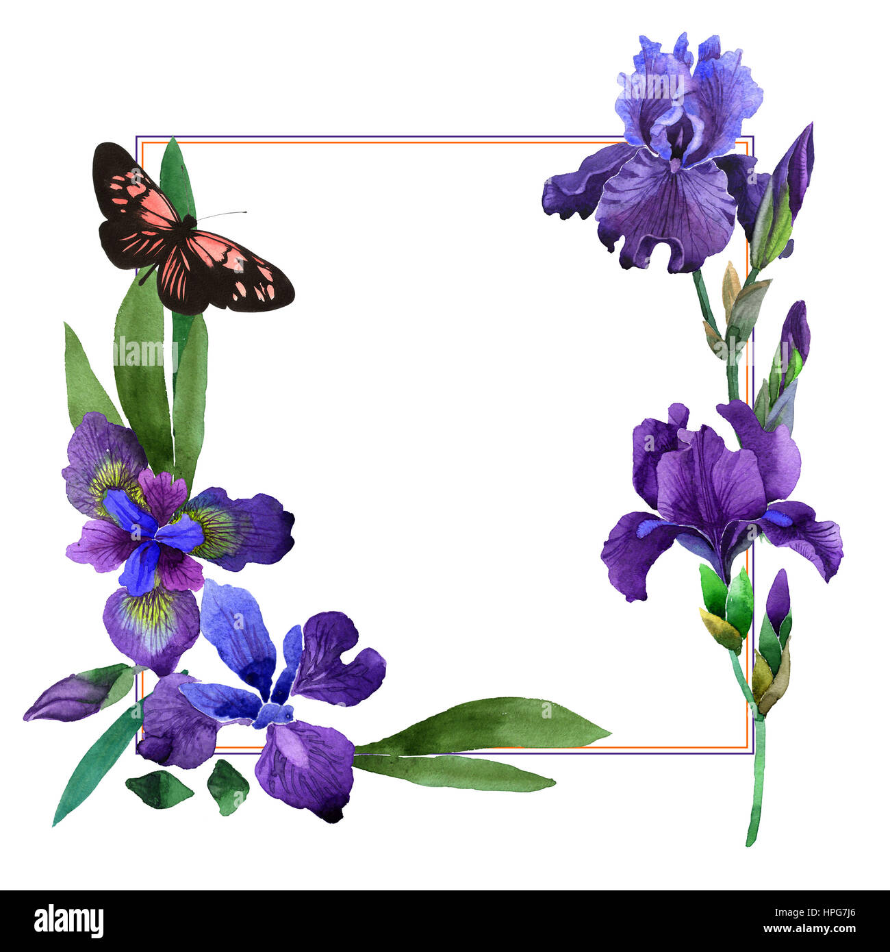 Iris Flower Watercolour Hi Res Stock Photography And Images Page 11 Alamy