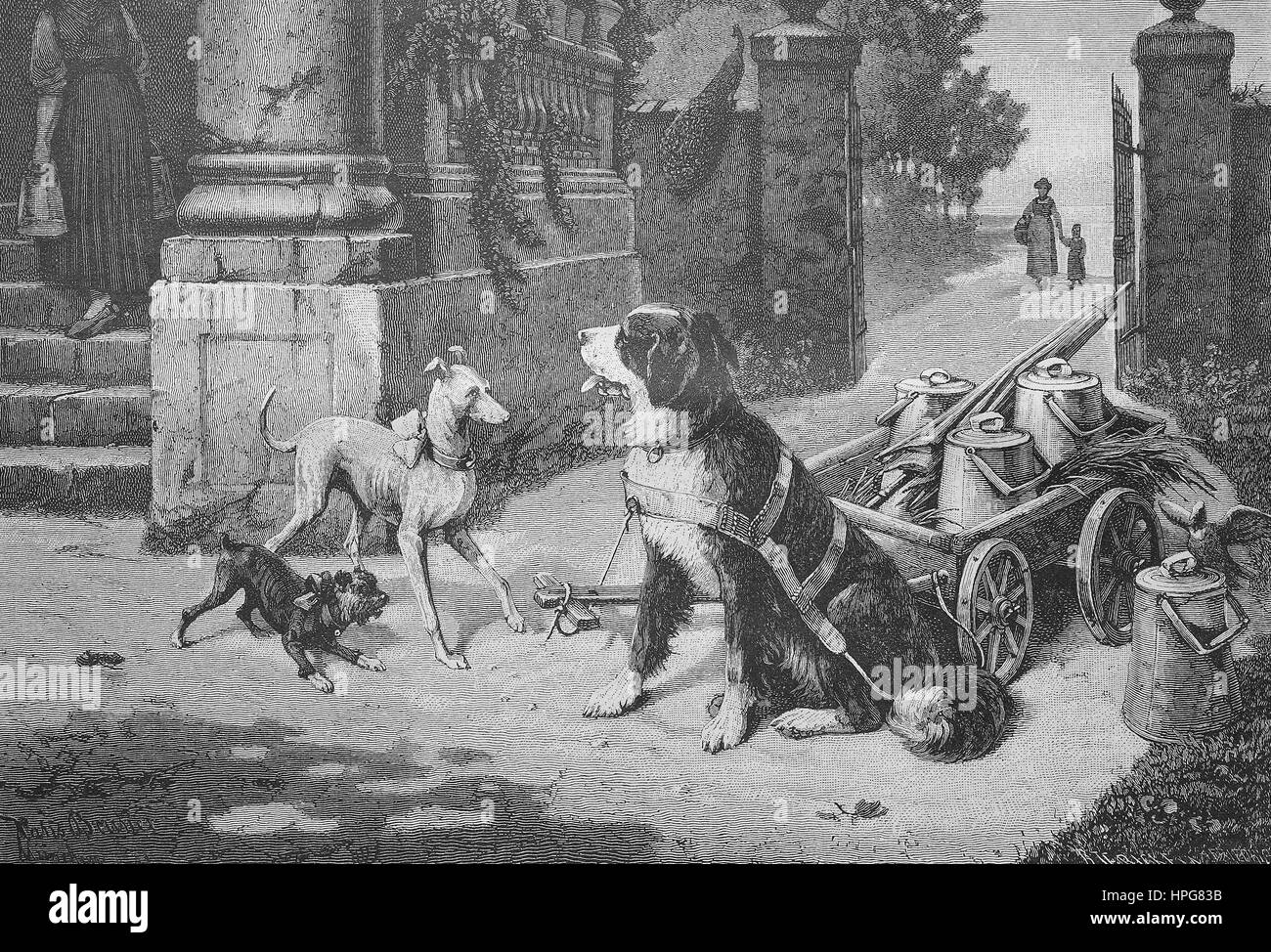 Dog as a draft animal for a cart with milk cans, dog as a working bull, Hund als Zugtier f?r einen Karren mit Milchkannen, Hund als Arbeitstier, digital improved reproduction of a woodcut from the year 1885 Stock Photo