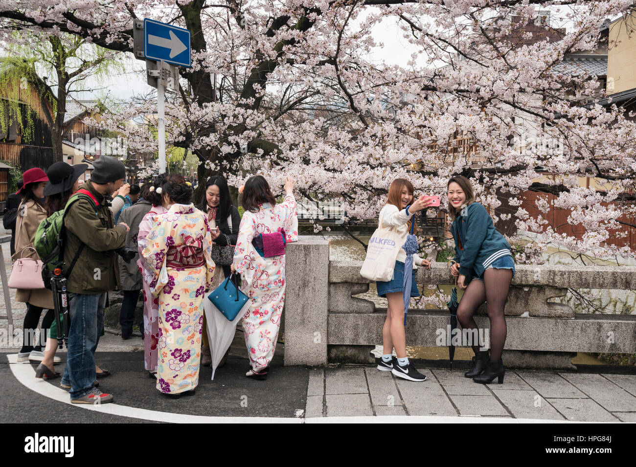 Visitors, tourists taking photos under cherry blossoms in Gion District, Kyoto, Japan Stock Photo