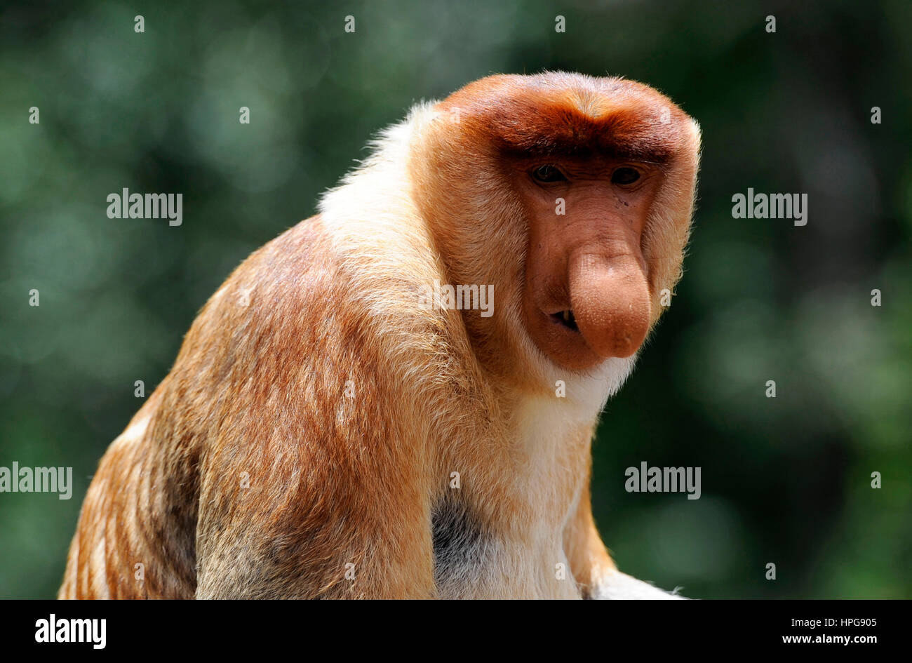 South-East Asia, Malaysia, Sabah, Borneo, Labuk Bay, Nature Reserve ...
