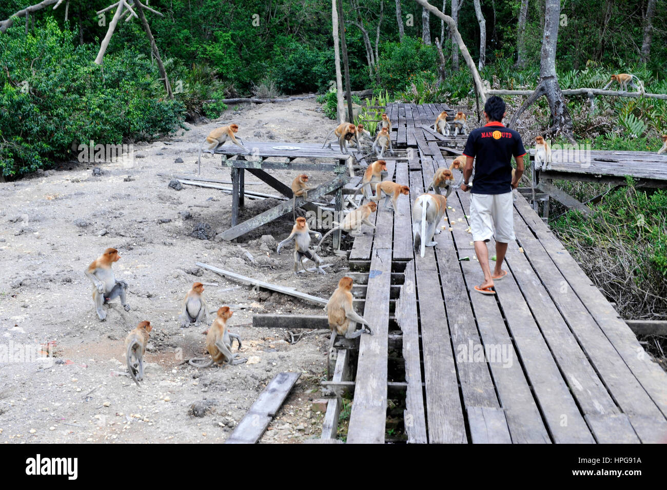 South-East Asia, Malaysia, Borneo, Sabah, Labuk Bay, Natural Reserve ...
