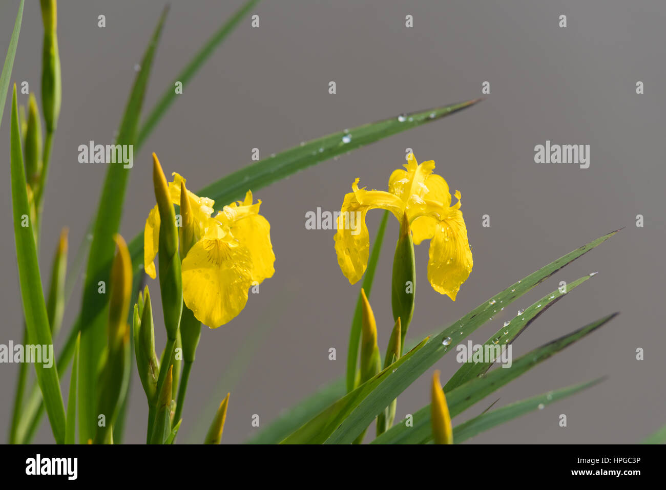 blooming yellow iris flowers next to a small pond Stock Photo