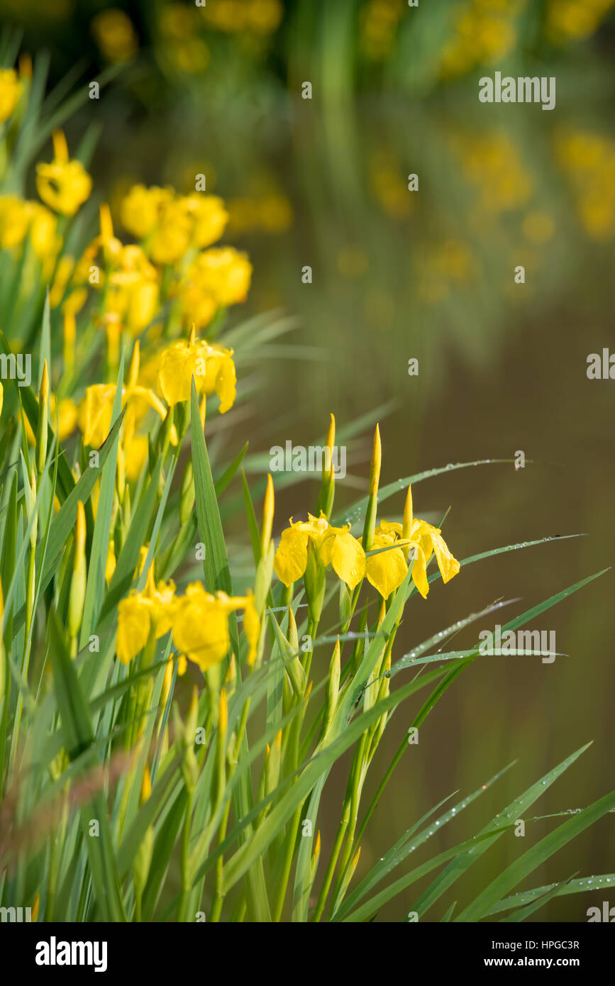 blooming yellow iris flowers next to a small pond Stock Photo