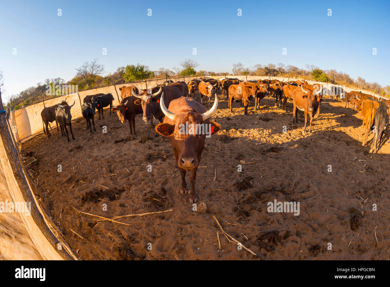 Cattle are seen in a Boma in Zimbabwe's Thsolotsho district, near