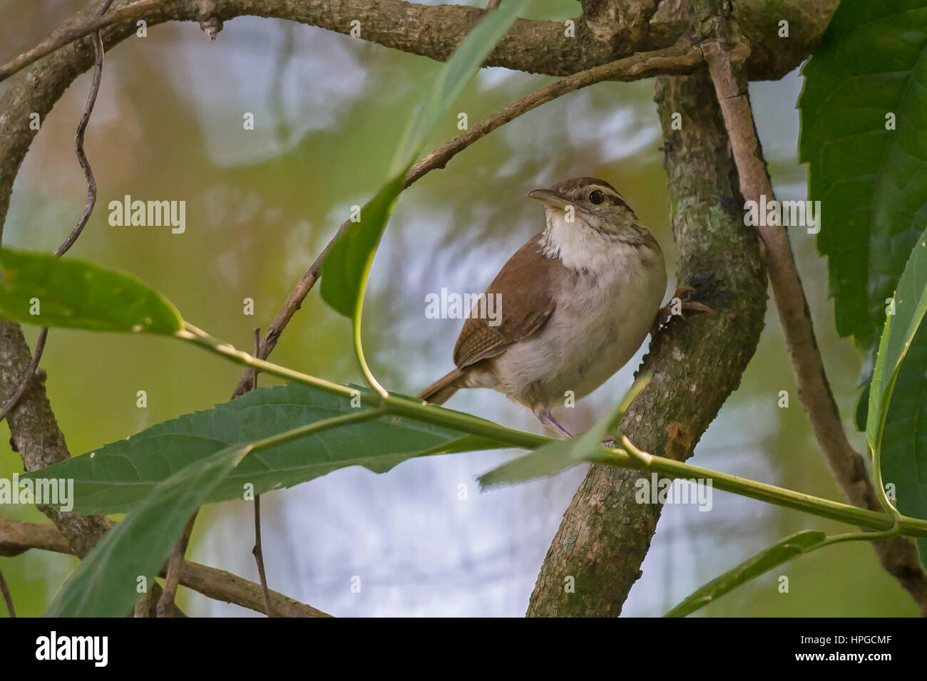 Bird, South America Stock Photo - Alamy