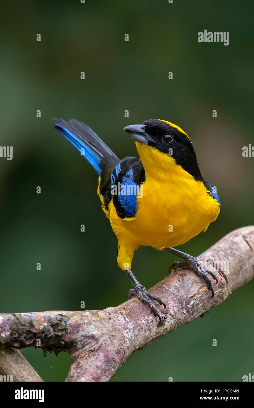 Bird, South America Stock Photo - Alamy