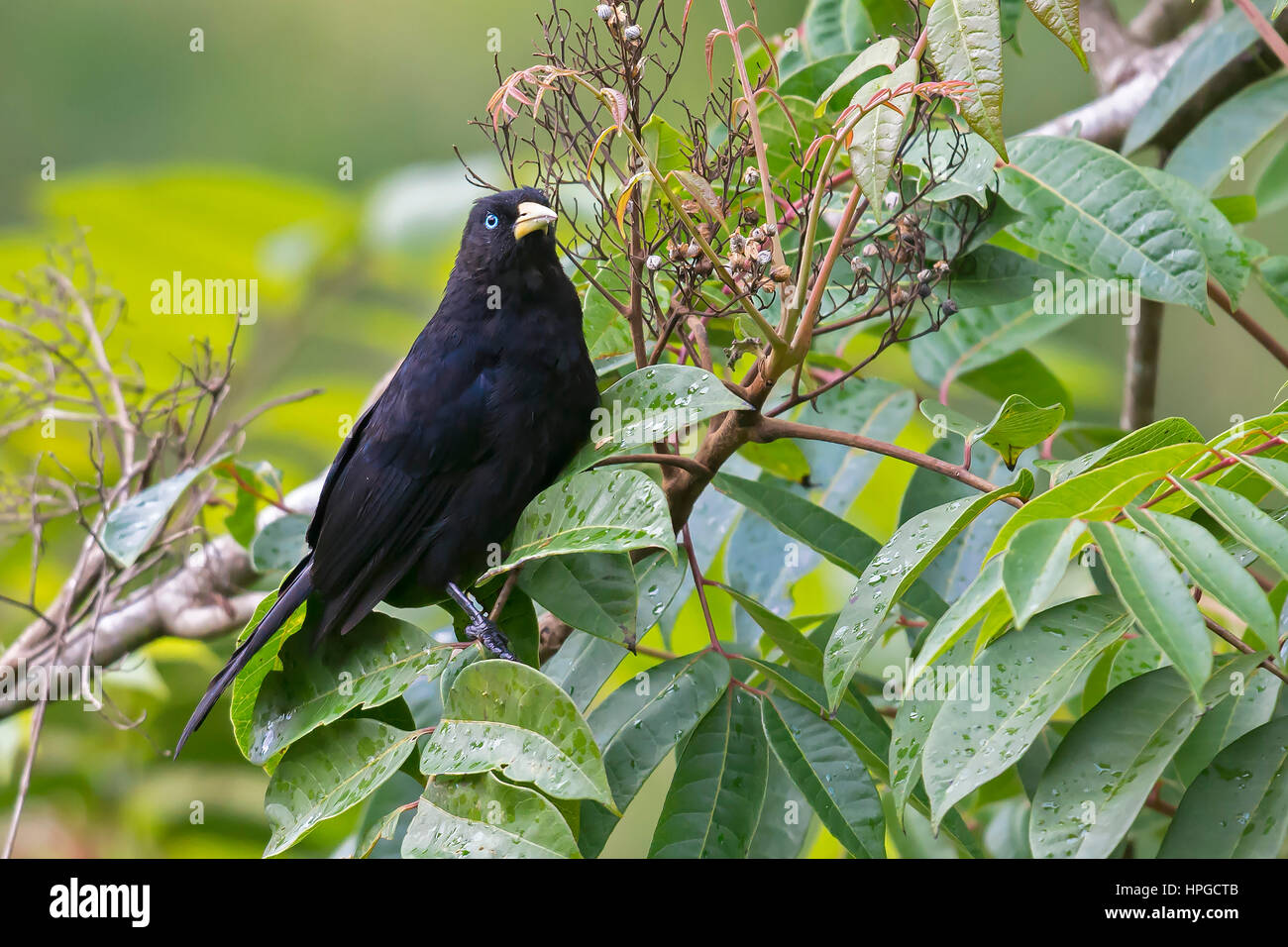 Bird, South America Stock Photo - Alamy