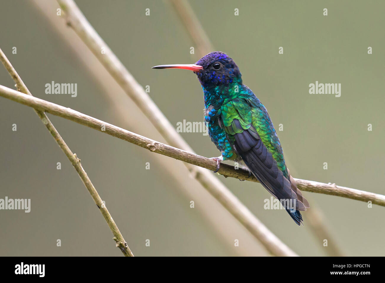 Bird, South America Stock Photo - Alamy