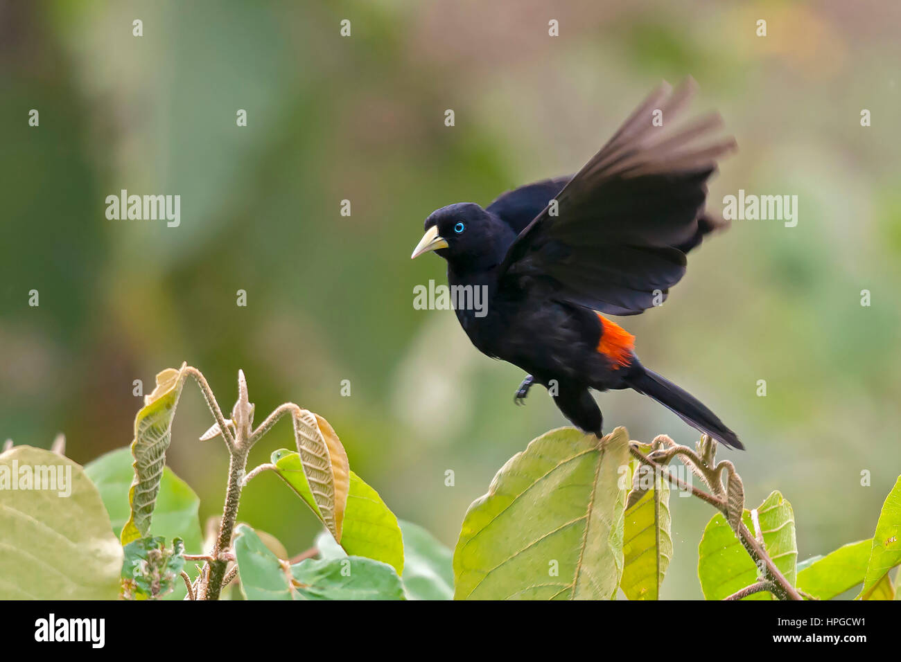Bird, South America Stock Photo - Alamy