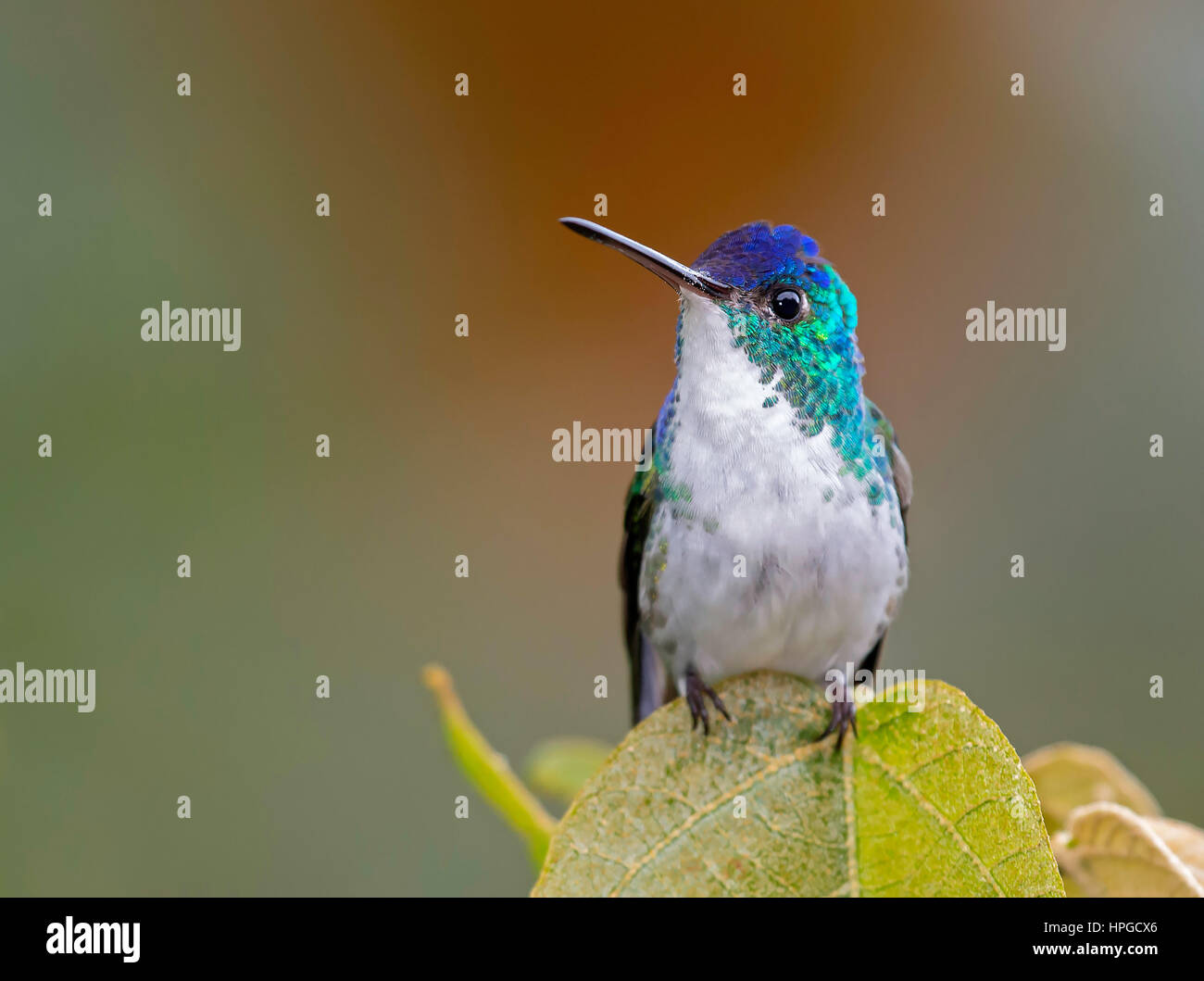 Bird, South America Stock Photo - Alamy